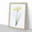 Rush Daffodil Flowers by Pierre-Joseph Redoute - Picture Frame Painting Print-55613489-55613485
