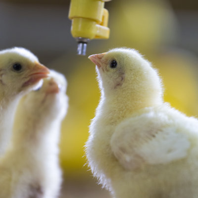 Baby Chicken by Nimis69