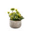 Faux Succulent Plant in Ceramic Planter
