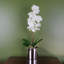 Plant-107235800