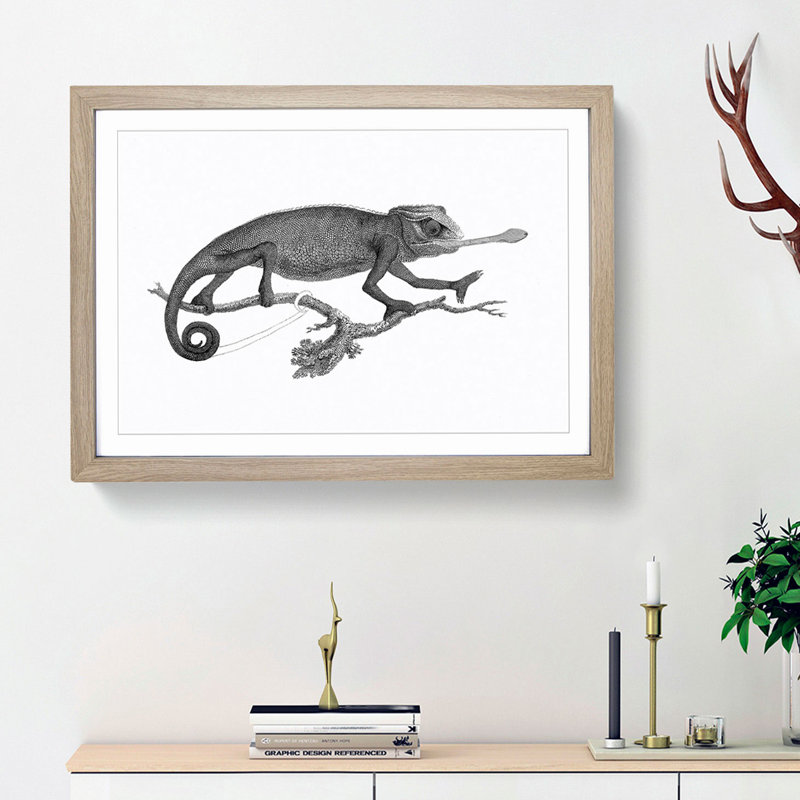 Chameleon in Black & White by George Shaw - Framed Print, 36cm H x 48cm W x 2cm D, Oak Framed