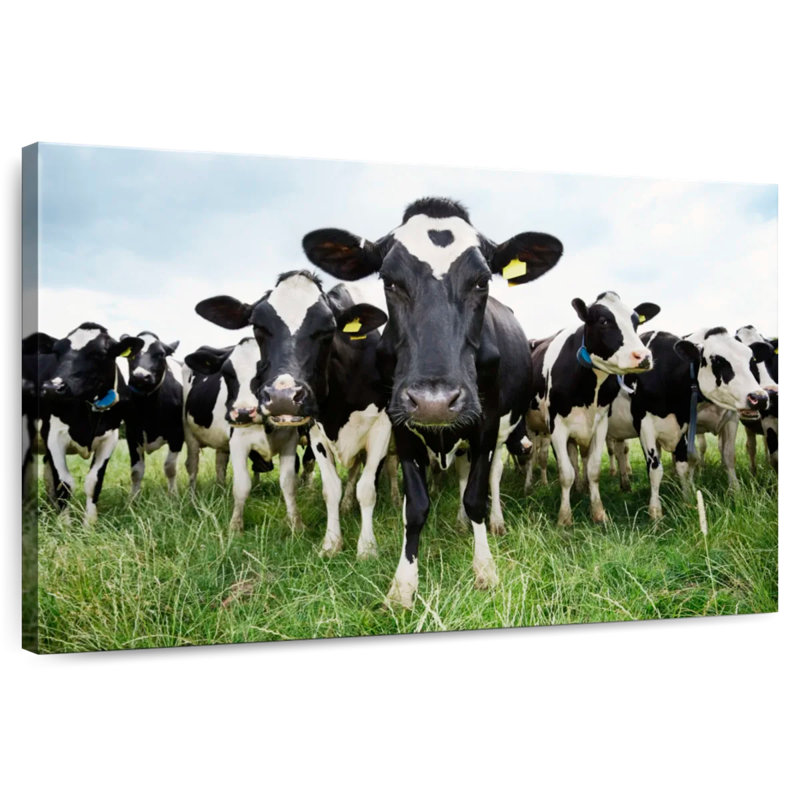 Brampt Holstein, H 8 po x l 12 po