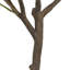 6.5FT OLIVE TREE, POTTED