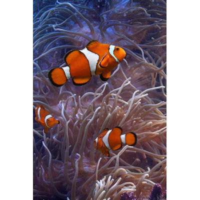 Clownfish by Nastya81 - Wrapped Canvas Print