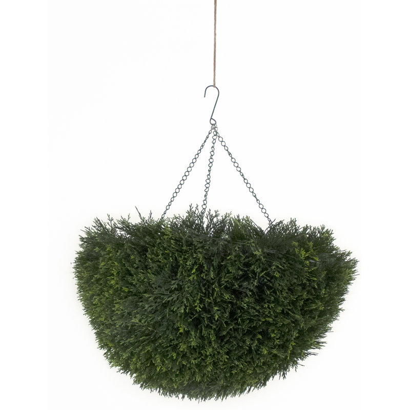 Cedar Plant