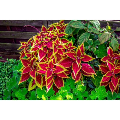 " Beautiful Coleus Plant " by Elenakirey
