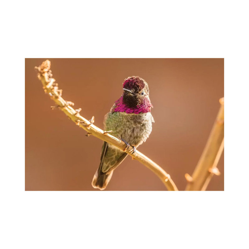 USA, Arizona, Arizona-Sonora Desert Museum. Male Anna's Hummingbird Displaying. by Jaynes Gallery - Wrapped Canvas Print