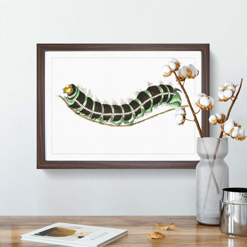 Illustration of a Green Caterpillar - Framed Print, 27cm H x 36cm W x 2cm D, Walnut Framed