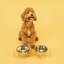 Mangeoire pour animaux Keaton-99366361-99366360
