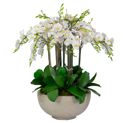 Orchidées dans un bol
