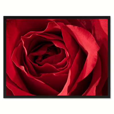 " Red Rose Flower "