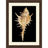 Large Shell 4 Print