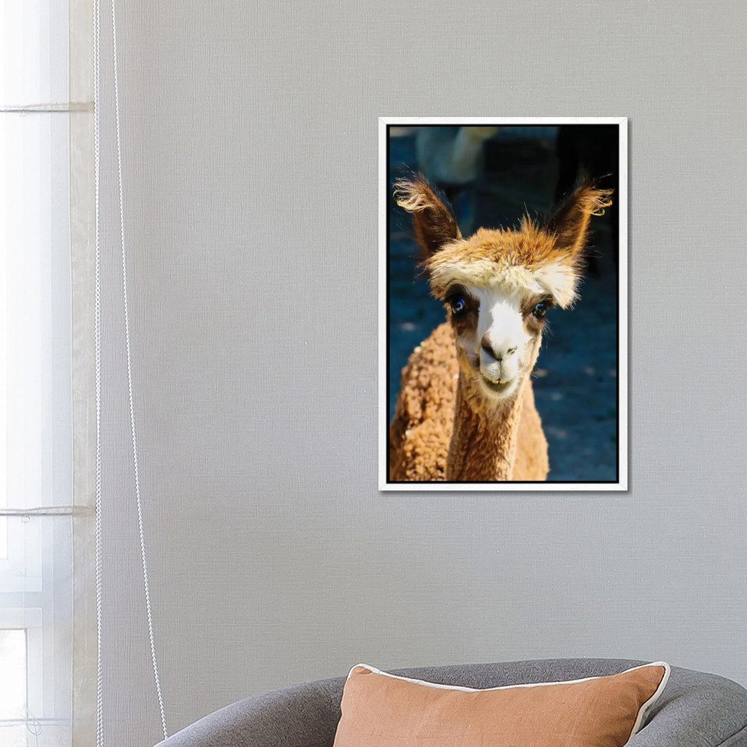 Happy Brown Alpaca von Susan Vizvary - Galerie-verpackte Leinwand Giclée