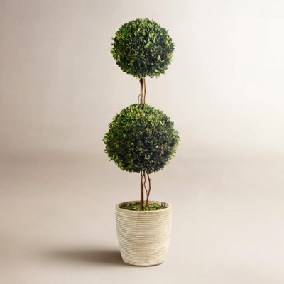 Alby Preserved Boxwood Topiary in Pot