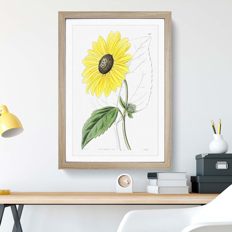 A Californian Sunflower - Wall Art, Oak Framed, 63cm H x 45cm W x 2cm D