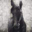 Cheval noir | Imprimé encadré mat pour le décor du salon