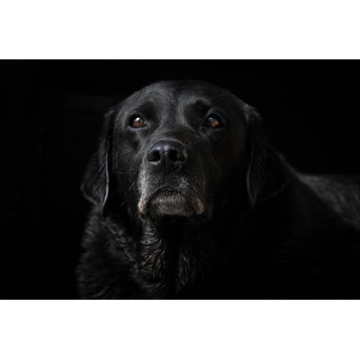Labrador Retriever noir de Cianah