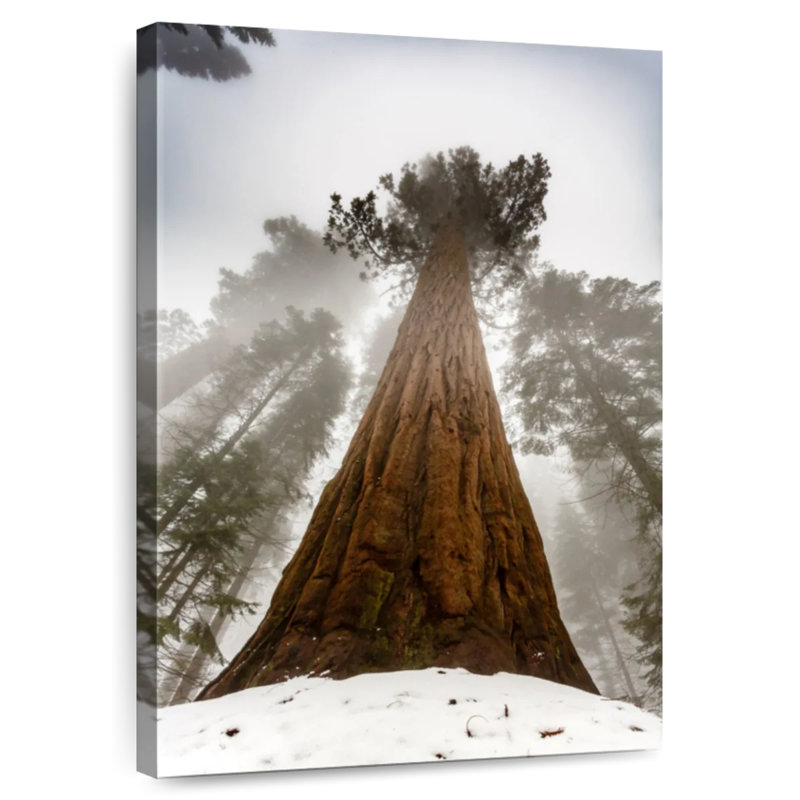 Harnek Sequoia Red Tree, 30" H x 20" W
