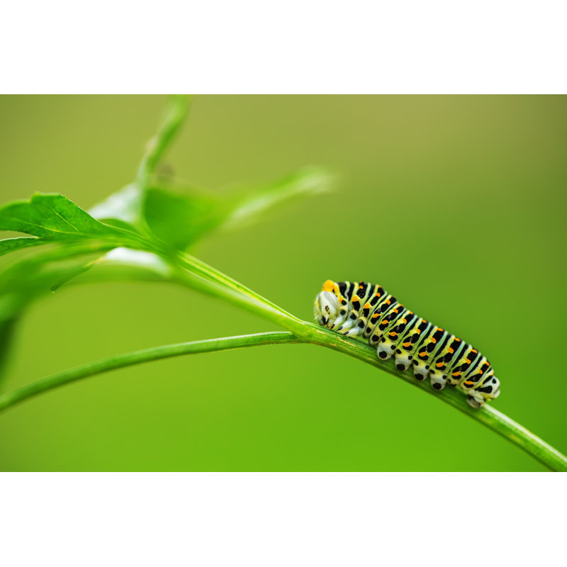 «Consolata Beautiful Green Chen» par - impression, L 18 po x H 12 po