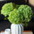 hydrangea