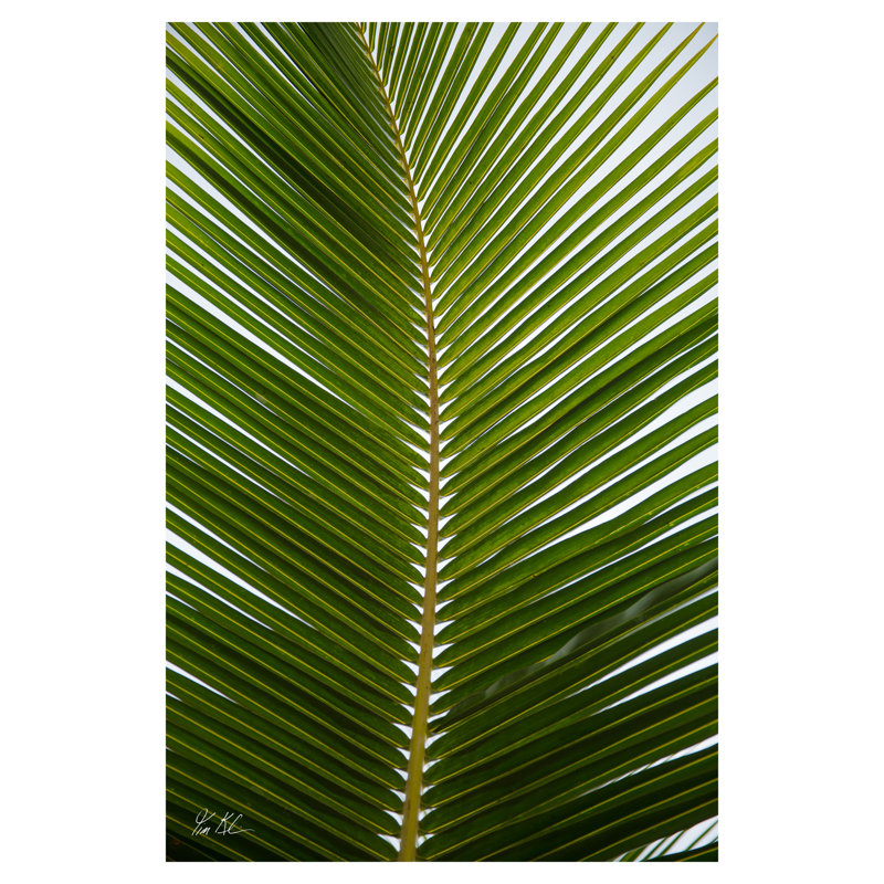 Tropical Palm, 30" H x 20" W x 1.5" D, Frameless Artisan Canvas, Does Not Apply