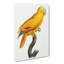 Golden Parrot by F. Levaillant - Wrapped Canvas Painting-55366008