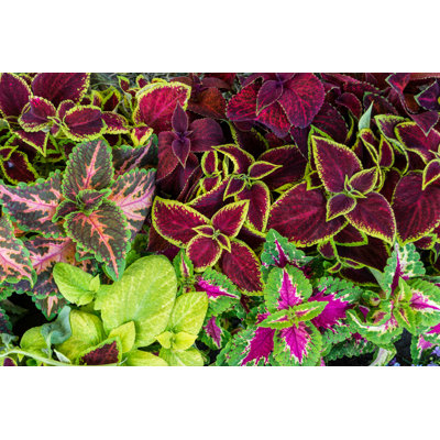 " Multicoloured Coleus Plants " by Kekko73