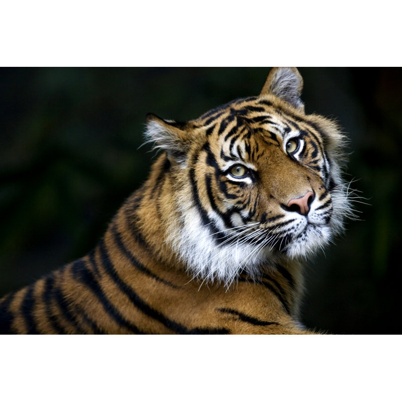 Sumatran Tiger by Mccawleyphoto - Wrapped Canvas Print, 30cm H x 46cm W x 3.8cm D