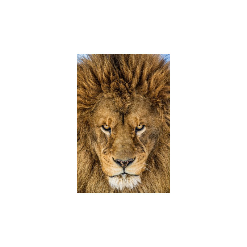 Wrapped Canvas Print, 76.2 cm H x 50.8 cm W