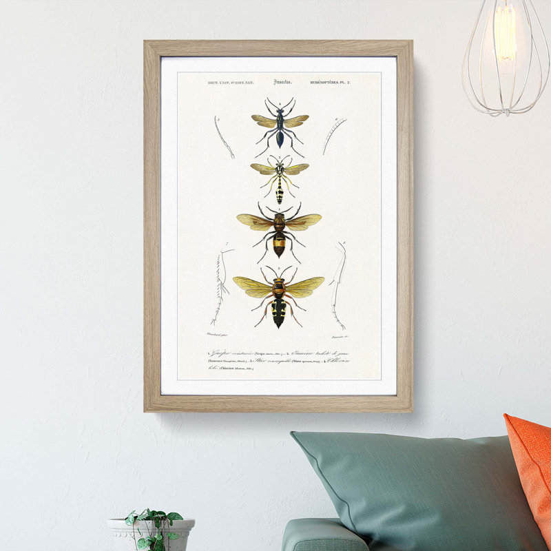 Wasp Illustrations PL. 2 by Charles DOrbigny - Framed Print, 48cm H x 36cm W x 2cm D, Oak Framed