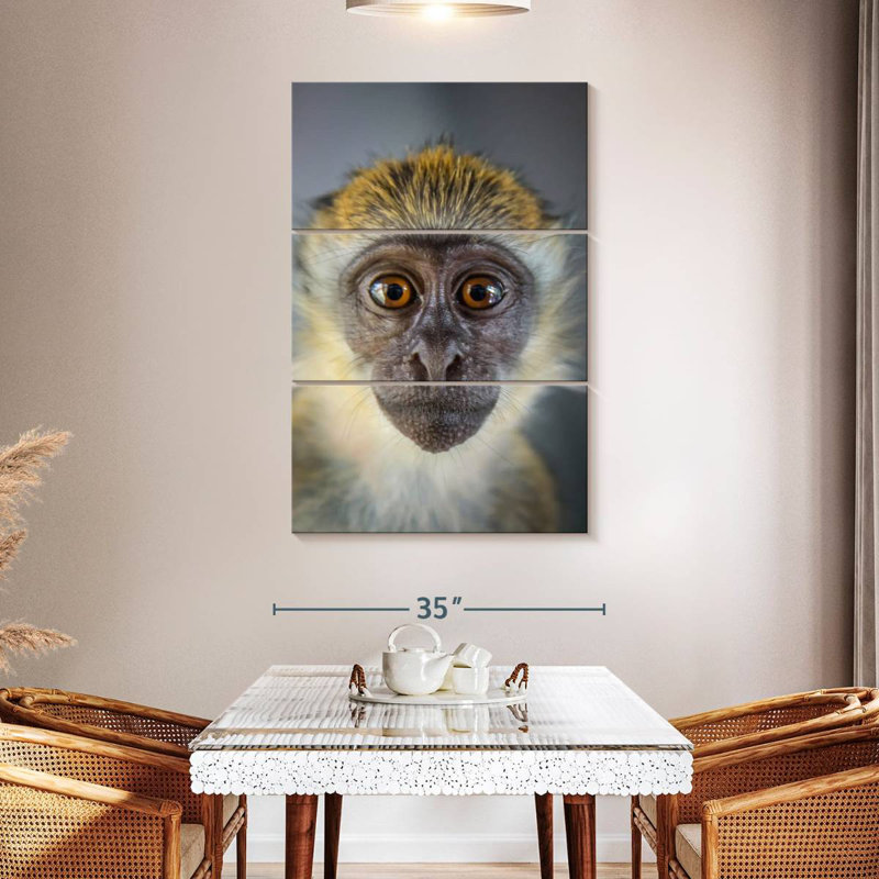 Singe Brampt Vervet