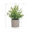 Eucalyptus en pot (ensemble de 2)