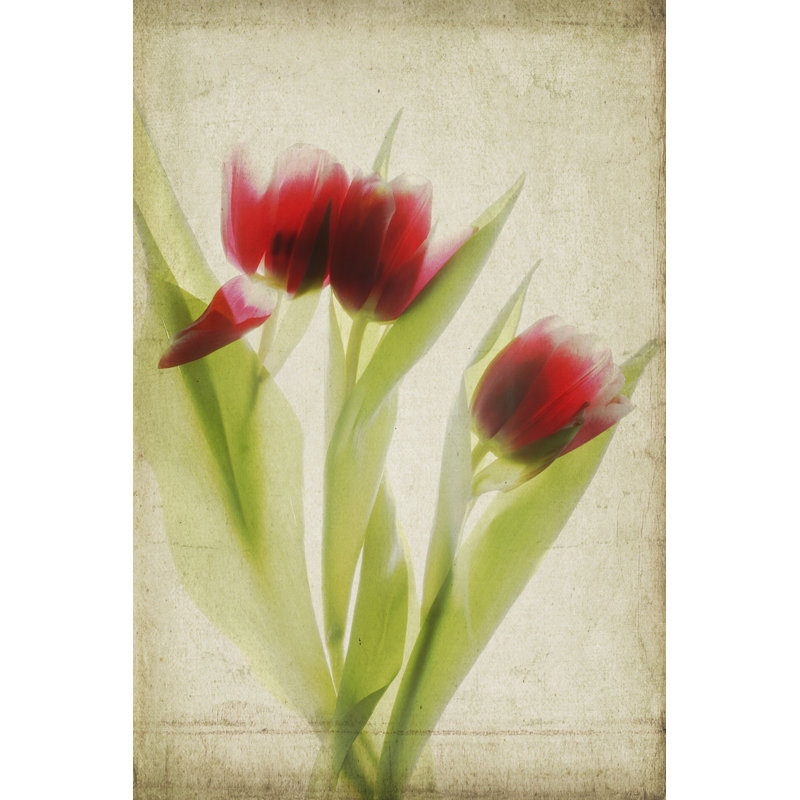 Parchment Flowers I by Judy Stalus - Wrapped Canvas Painting, 30cm H x 20cm W x 3.8cm D