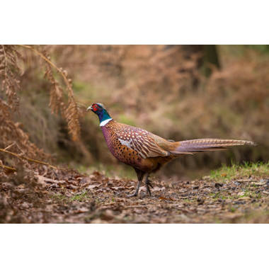 Rear View of Single Wild Turkey with Full Tail Feathers - Wrapped Canvas Photograph Ebern Designs Size: 12 W x 12 H