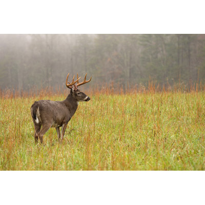 Tailed Deer by EEI_Tony - Wrapped Canvas Print