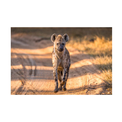 Jeffrey C. Sink Hyenas Can Be Beautiful Sort Of Canvas Art