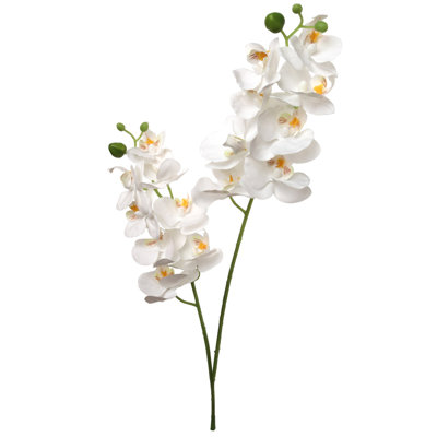 Orchidée