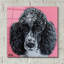"Caniche noir" par Carolee Vitaletti-1613037722