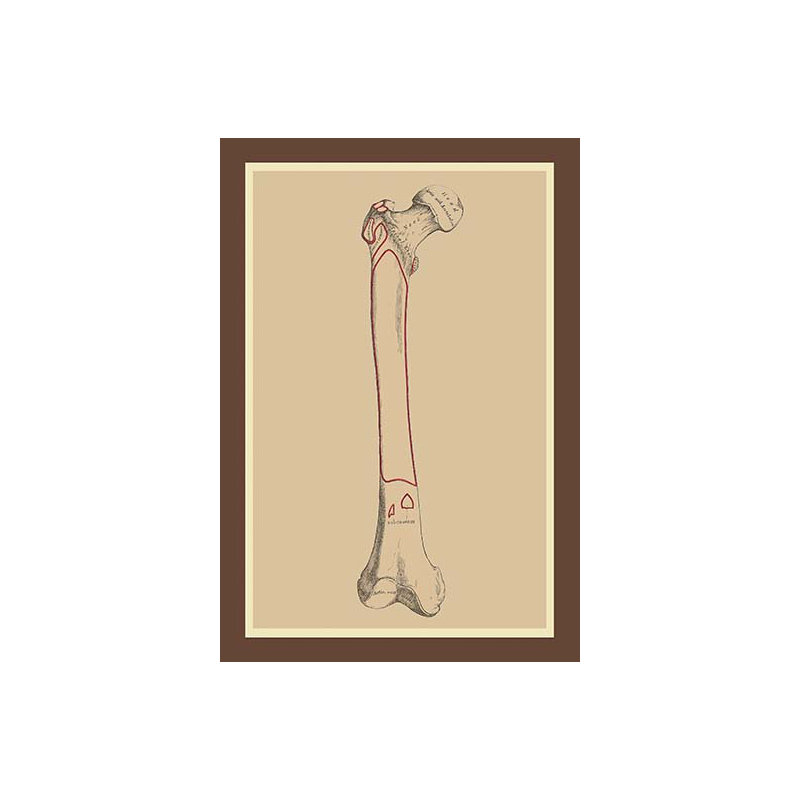 « the skeleton », reproduction d’art, 42" H x 28" W