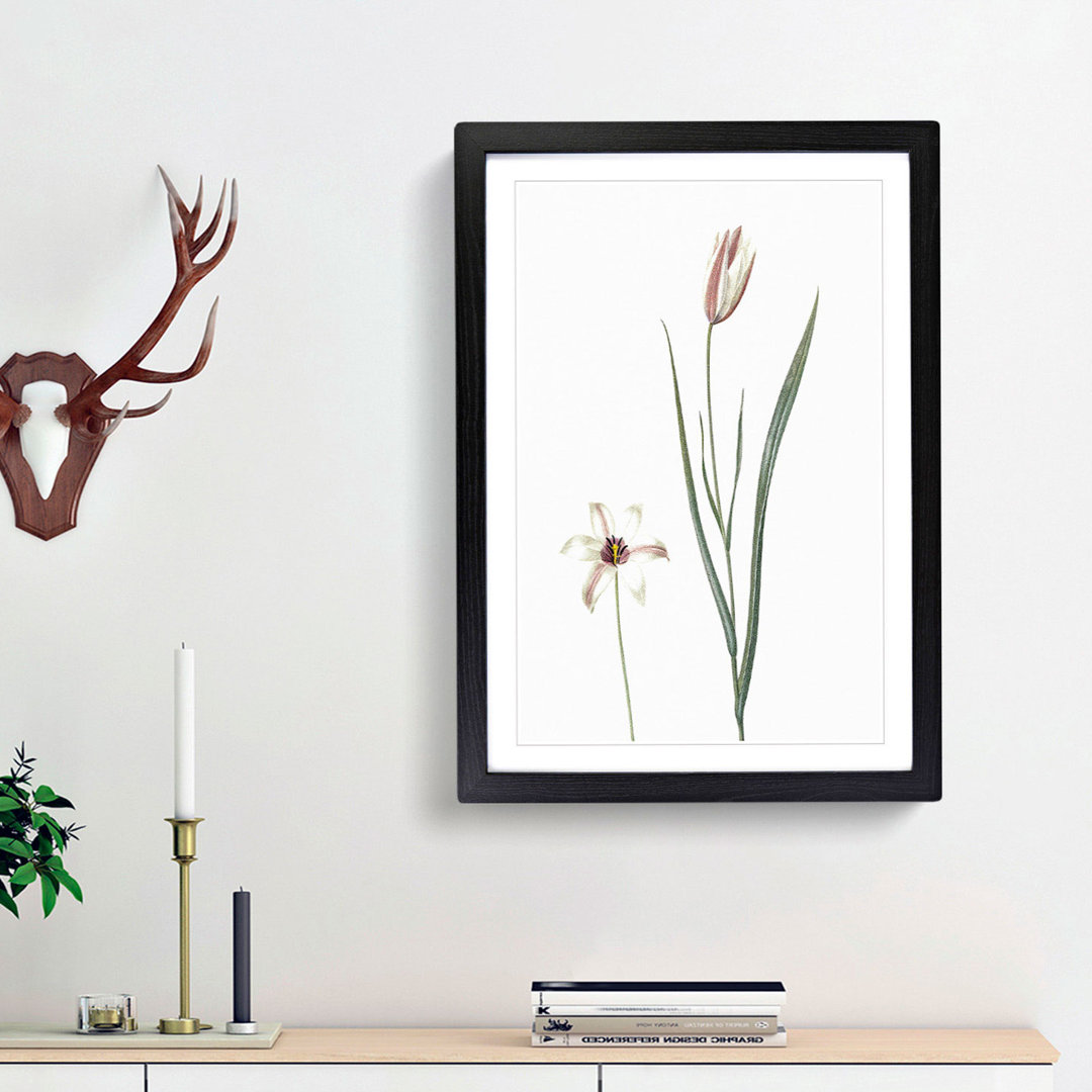 Lady Tulip Flowers by Pierre-Joseph Redoute - Picture Frame Painting Print