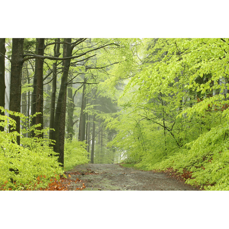 Misty Spring Forest - Photographie sur toile tendue, H 8 po x l 12 po