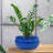 Outdoor Ceramic Ribbed Bowl Planter - Imperial Blue