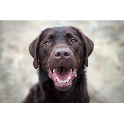 «Cute Labrador Retriever Puppy» par Manushot - photographie sur toile tendue