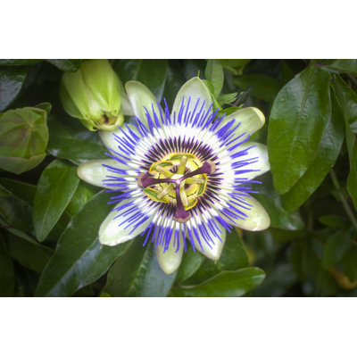Devrek " Passion Flower " by Premat