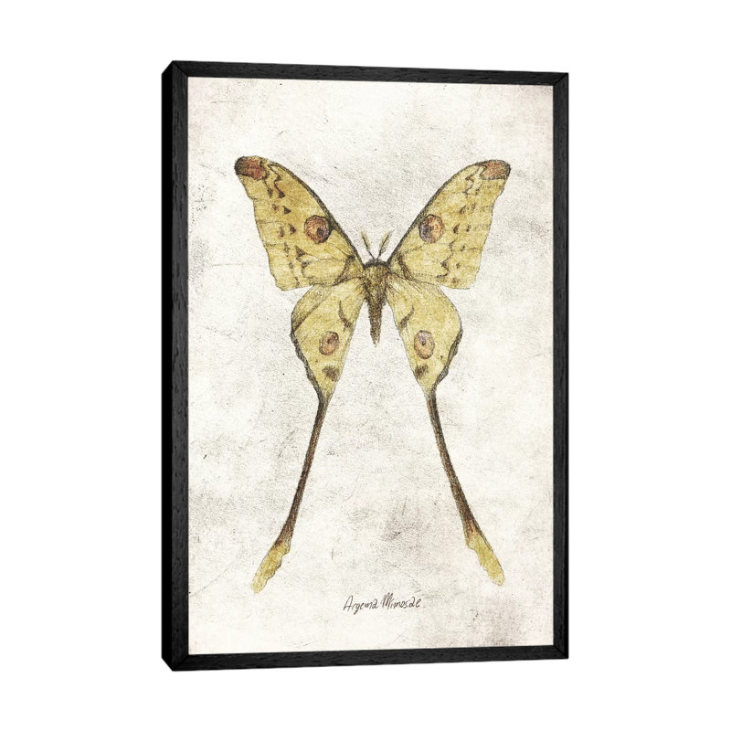 Argema Mimosae by Mike Koubou - Print on Canvas, Black Framed, 101.6cm H x 66.04cm W x 3.81cm D