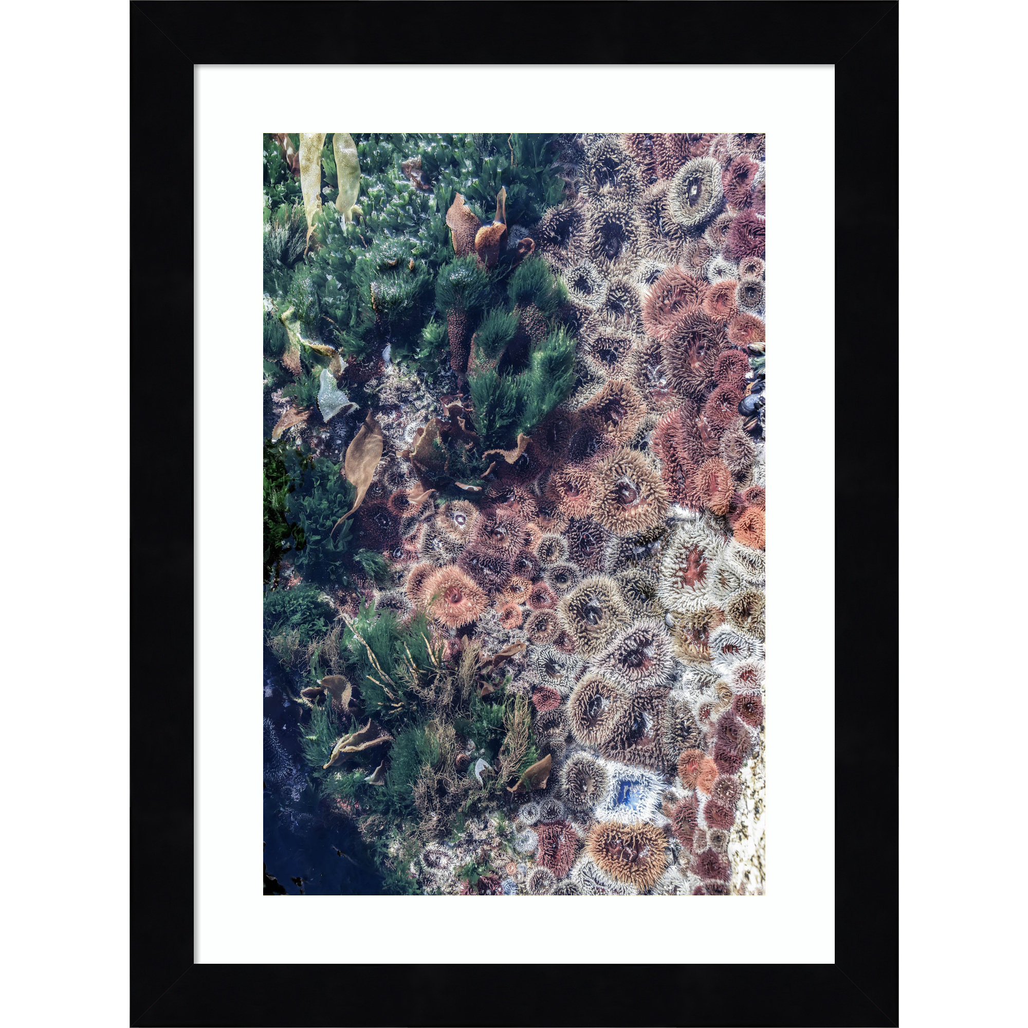 Ocean Curiosities by Shot by Clint Wood Framed Wall Art Print, 13" H x 10" W, Black