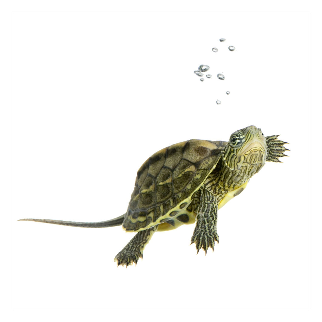 Turtle in Motion 2.4m x 2.4m Textured Matte Peel & Stick Mural
