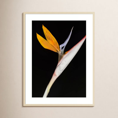 Olcott "Bird of Paradise" Print