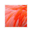 Bird Of A Different Feather VI Print by Austin Beiv-26929031-26929032