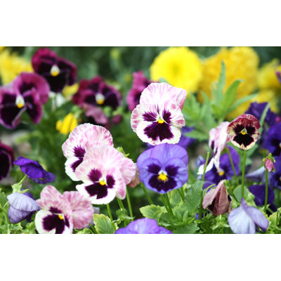 «Pansie Flowers» par Moeedh - Photographie sur toile tendue